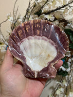 6” Lions Paw Shell